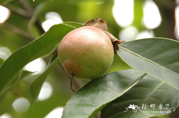 郑州鲜花预订