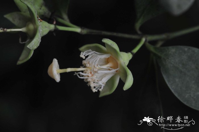 最名贵的10种兰花图片