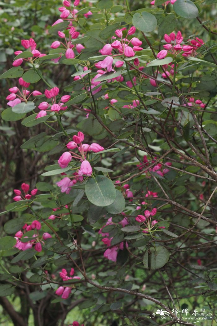 花的形状