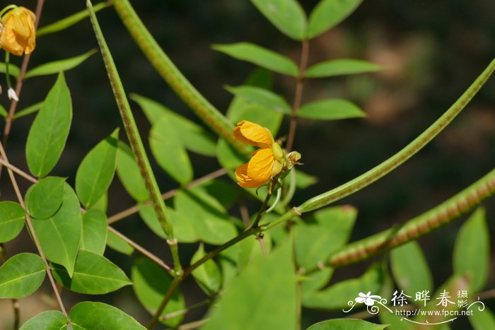 玫瑰花的功效