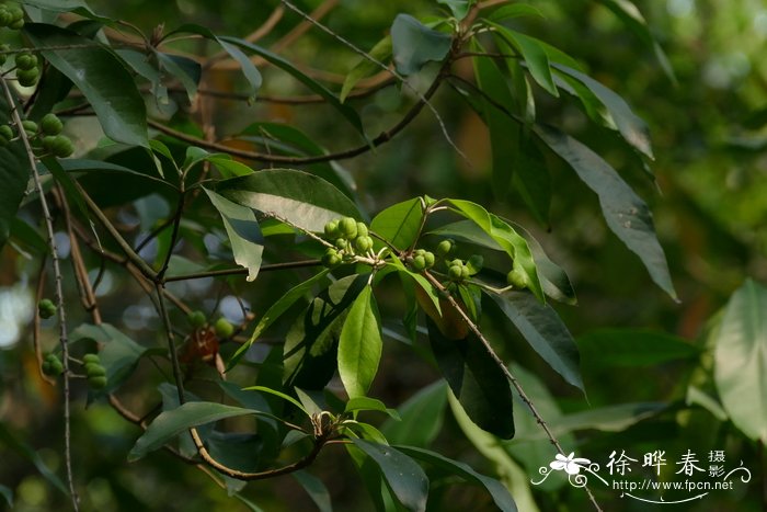 宝石花图片