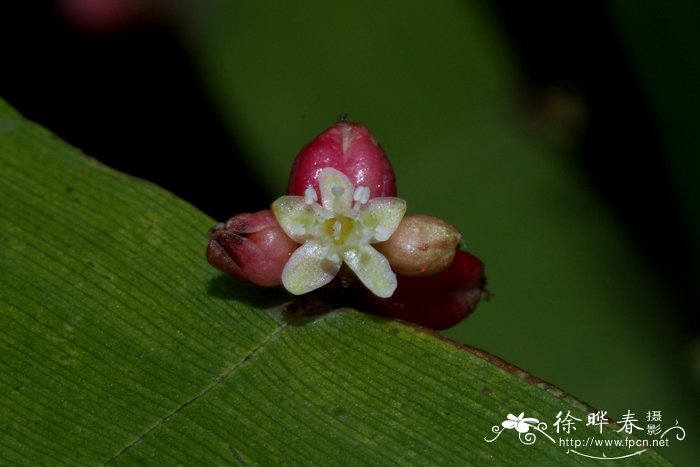 白山茶的花语