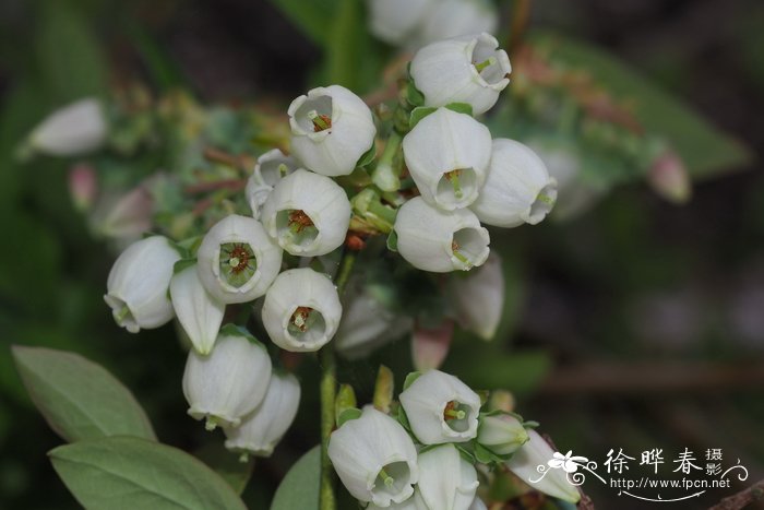 芜菁图片