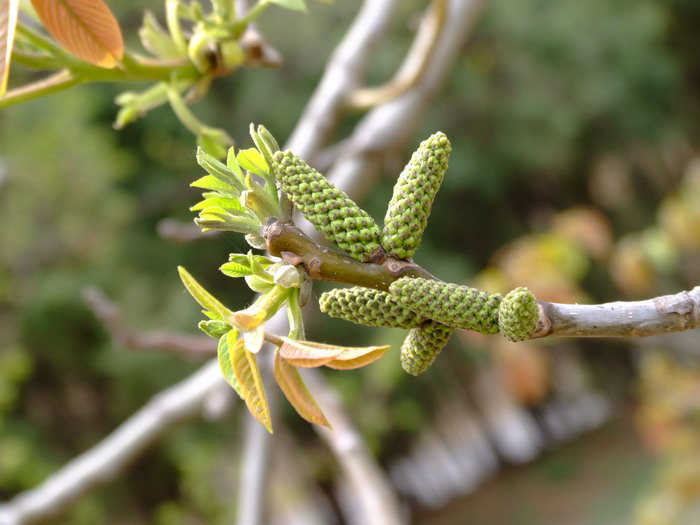 郁金香的花期