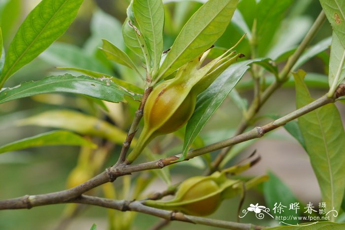 千手观音植物仙人掌