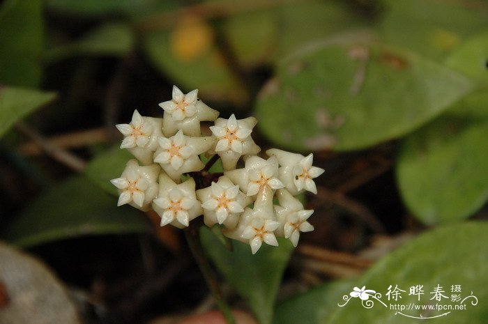 桃花花语