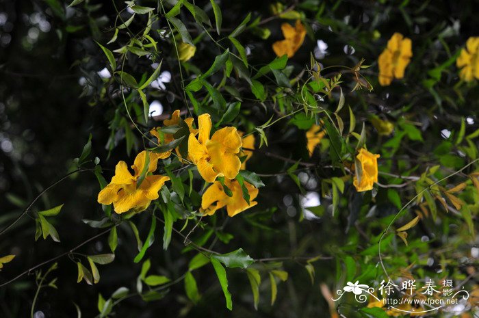 菊花是什么颜色