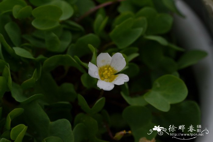 菜豆树