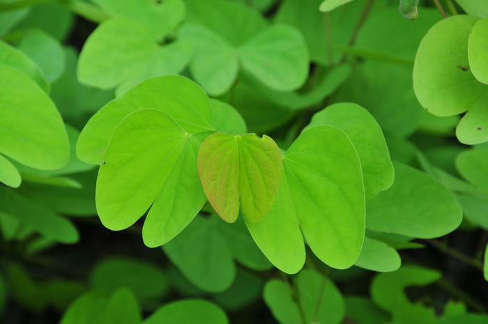 玫瑰搭配什么花茶好