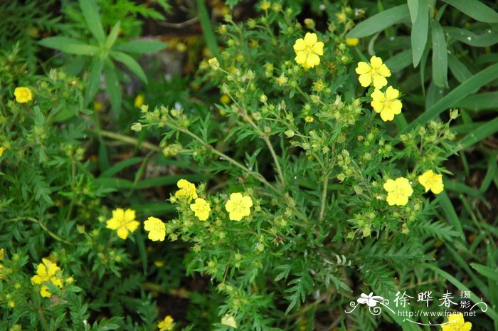 帝王花图片