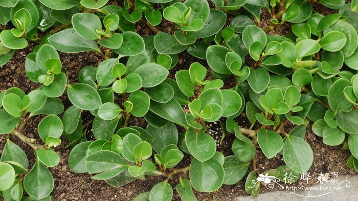 植物速写