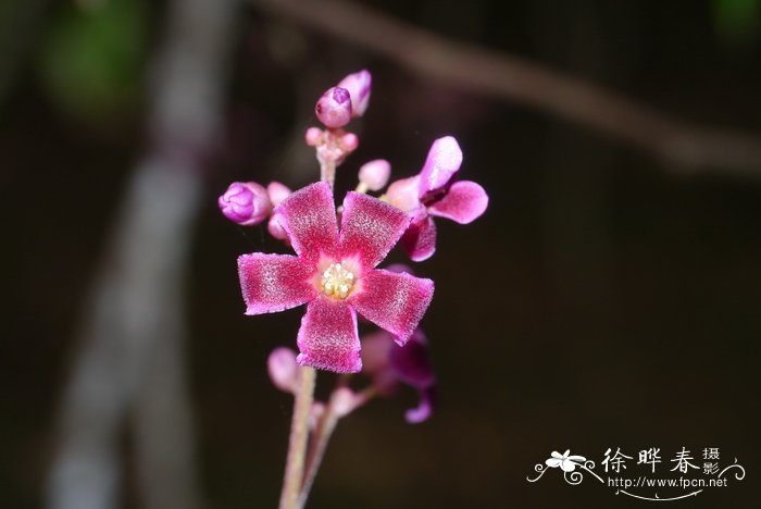 无花果开花时的照片