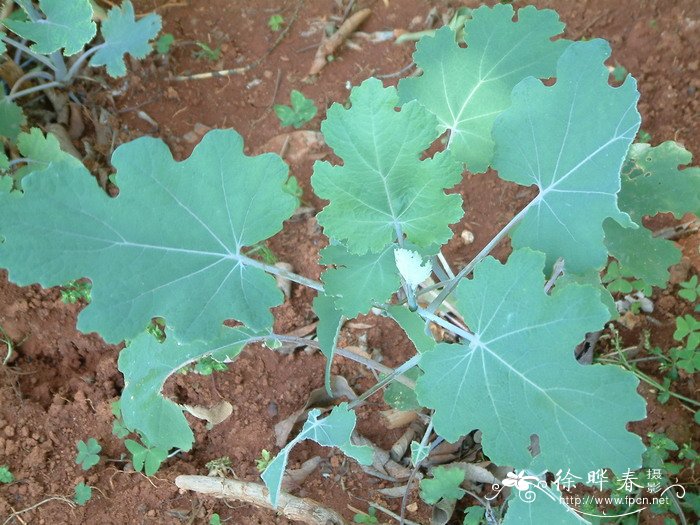 植树节适合种什么树