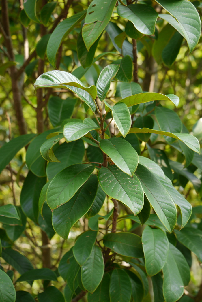 蓝莓什么季节成熟