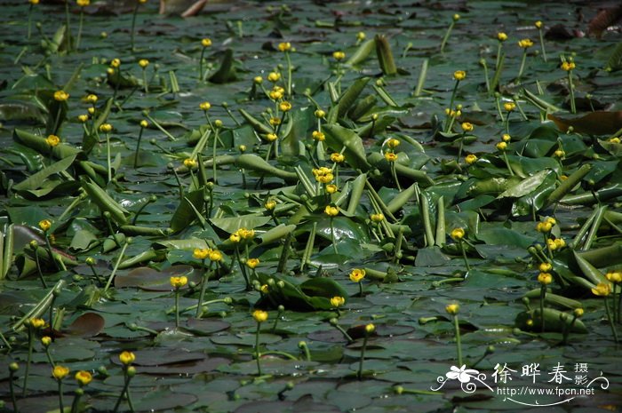 苹果什么季节成熟