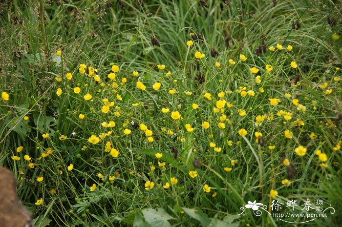 长寿花批发