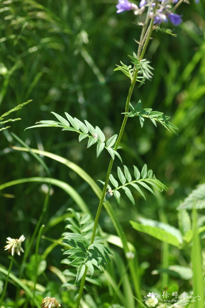 醋泡黑豆的正确做法