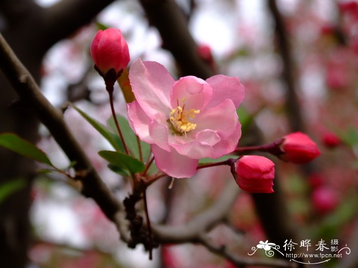 苹果种子怎么种植方法