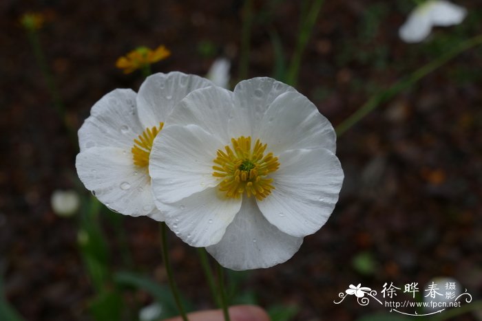 杜鹃花开花时间