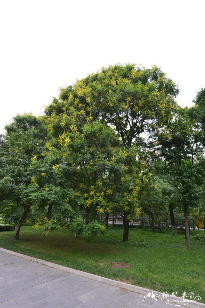 苦菜图片 野菜