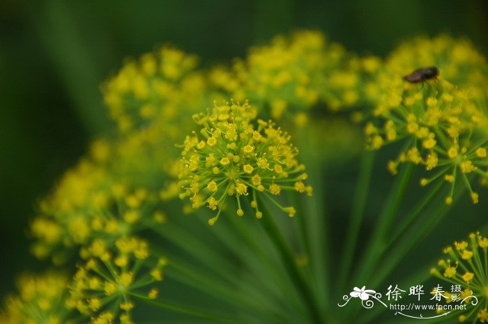 百合花寓意