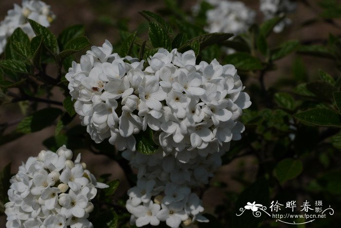 香菜学名