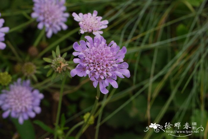 圣诞节送花合适吗