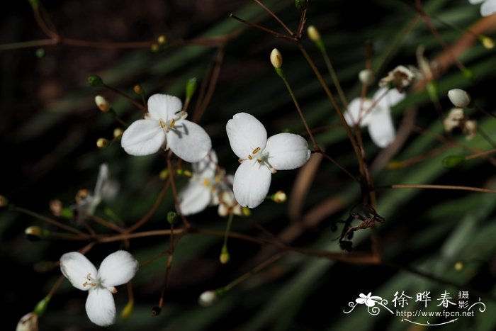 草莓发芽