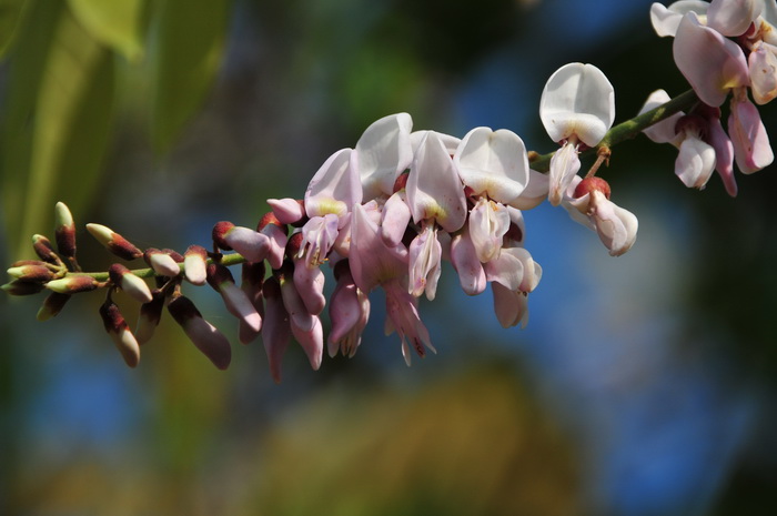 矢车菊