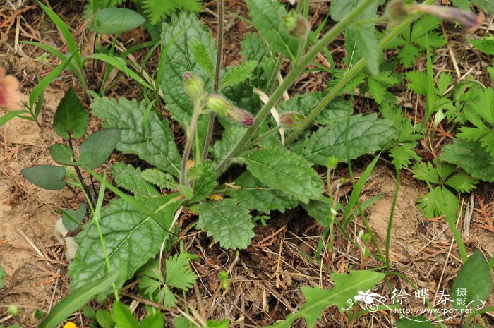 吃菠萝的季节