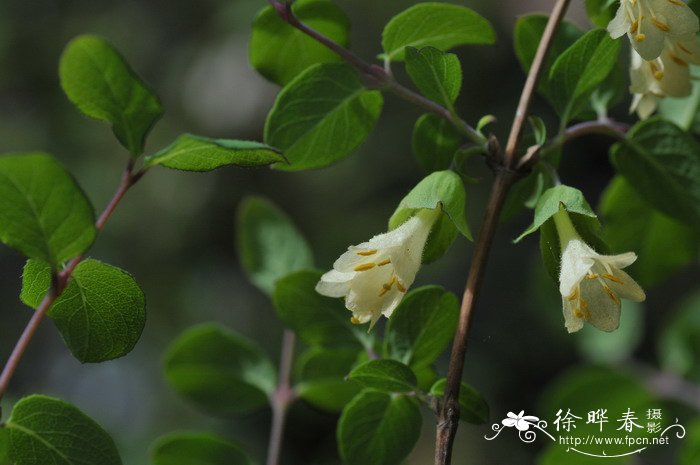 鲜花怎样才能保持长久的新鲜?