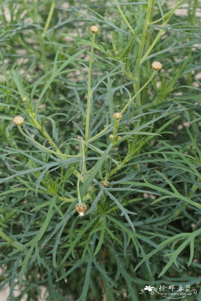 植物图片大全大图唯美