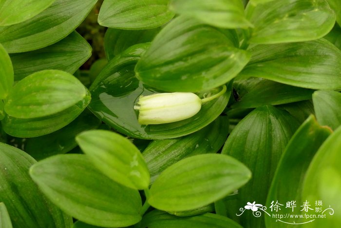 千手观音植物仙人掌