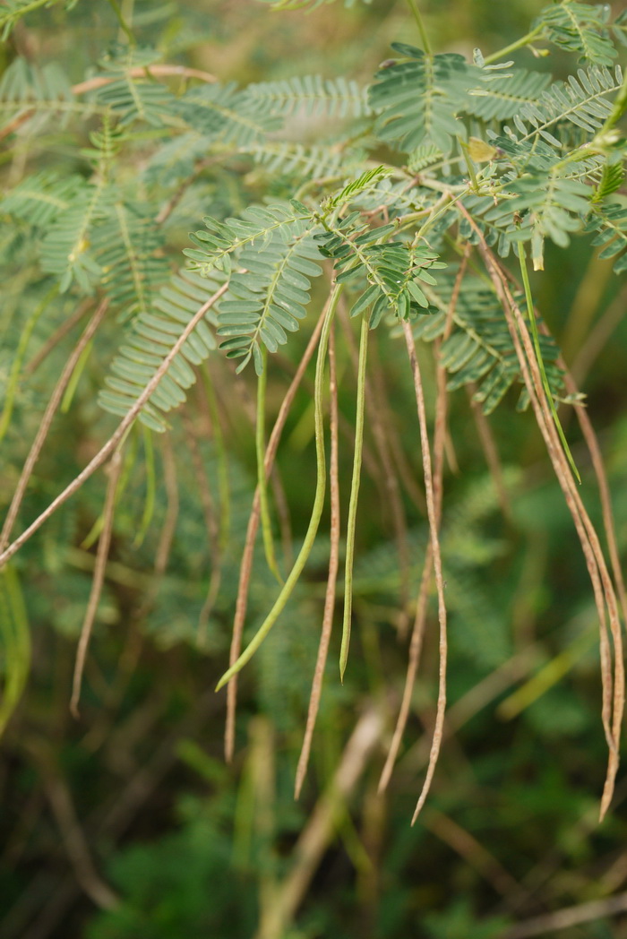 薰衣草种植