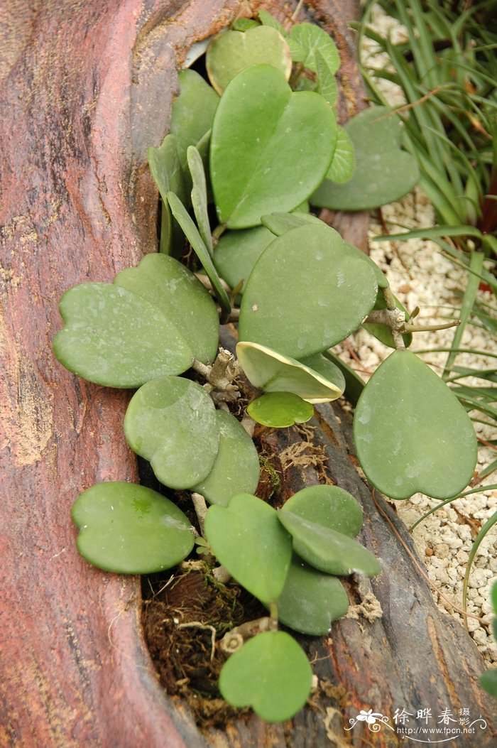 植物园里有什么植物