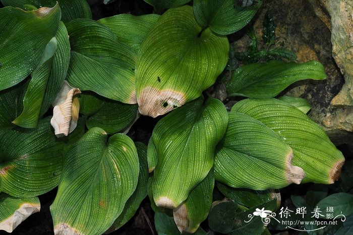 送菊花代表什么意思