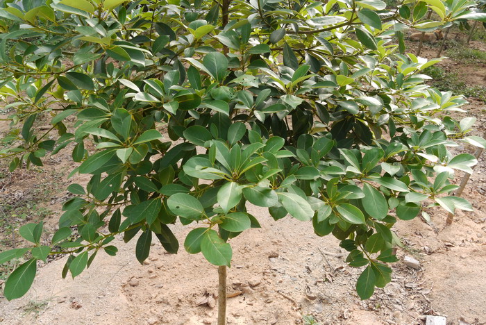 进门放什么植物风水好