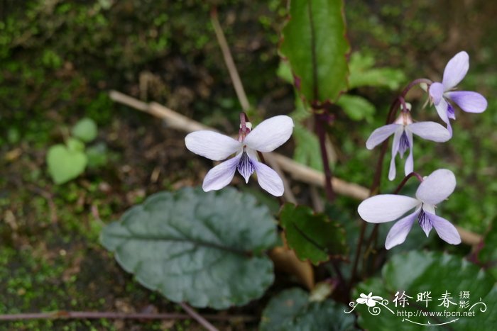 代代花