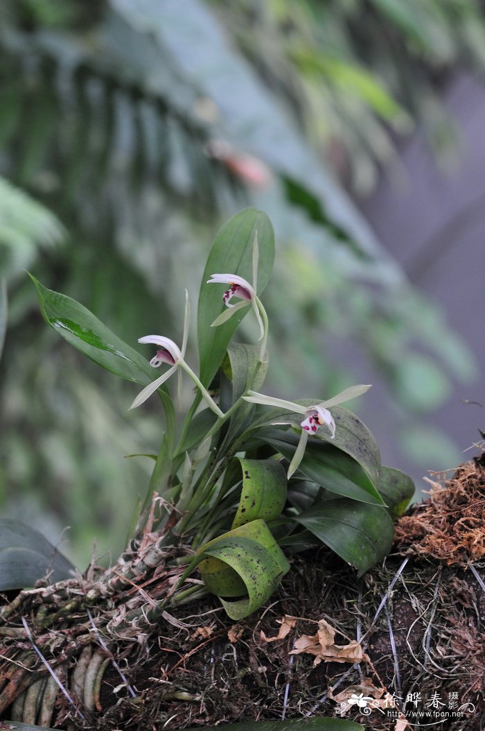 植物速写