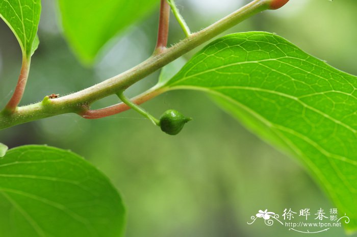 黑牡丹花图片大全