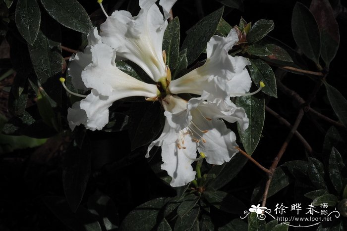 冰草种植方法和季节