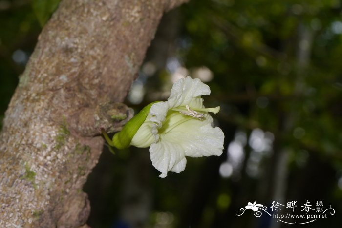 植树节适合种什么树