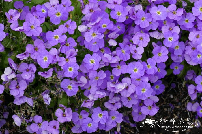 金线莲怎么种植比较好