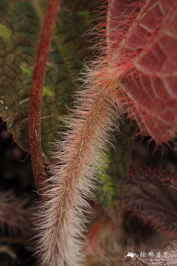 苹果种子怎么种植方法