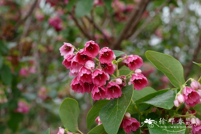 梨花花语