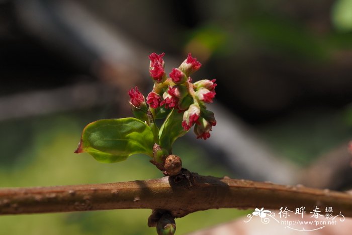 香菜学名