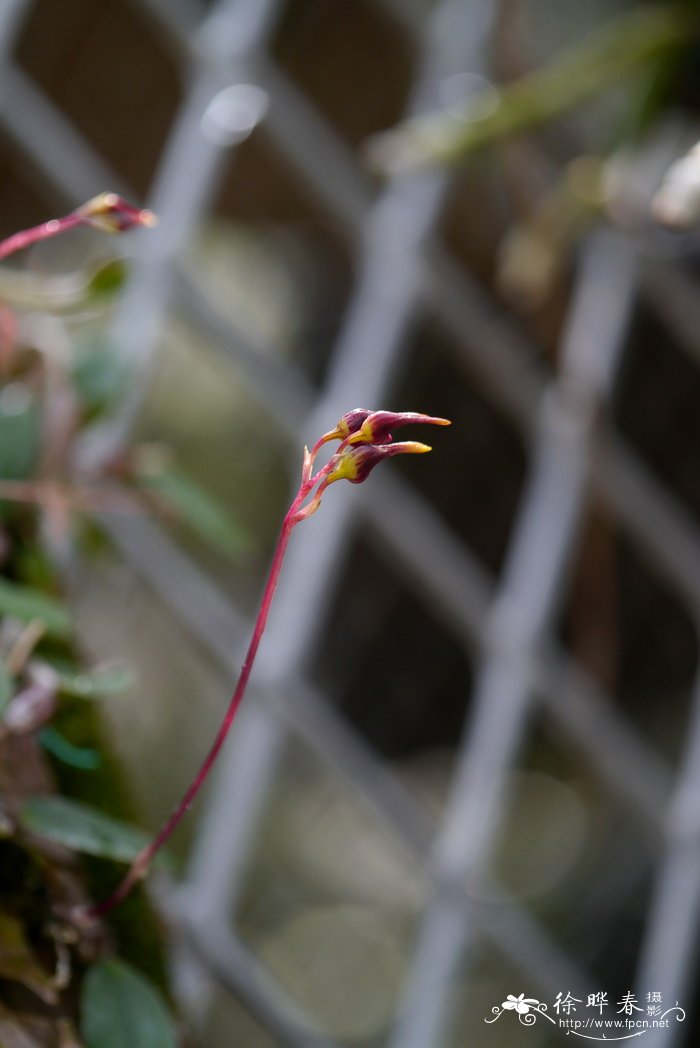 香椿芽怎么吃