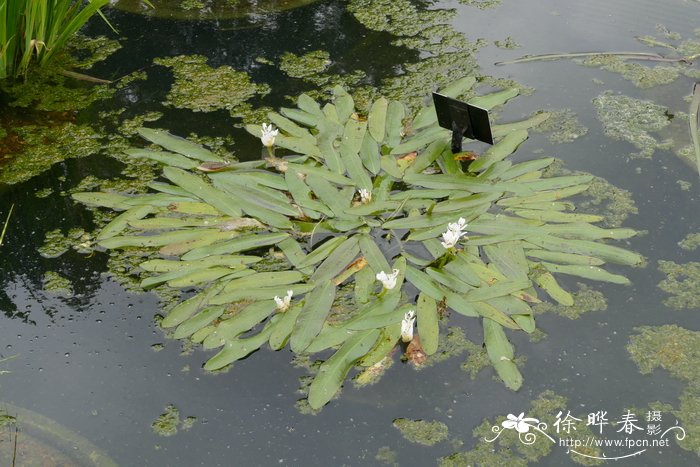 花生的生长过程