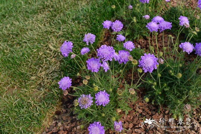 5月开什么花