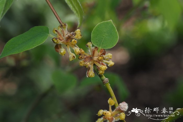 石家庄鲜花网速递